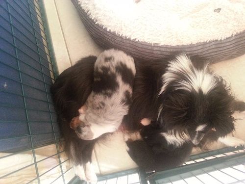 Naerys Fire Demoniak bleue