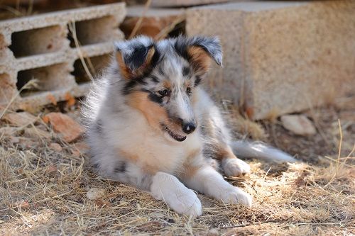 Nuage de Magellan bleu