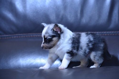 N'Twiggy Ramirez bleu