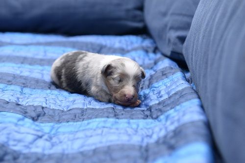 Naerys Fire Demoniak bleue