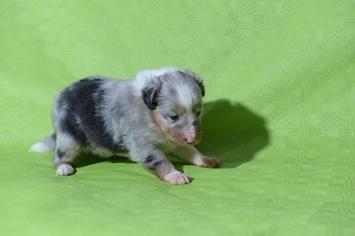 Naerys Fire Demoniak bleue