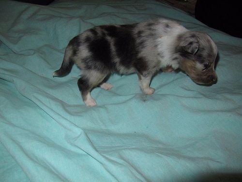 N'Twiggy Ramirez bleu