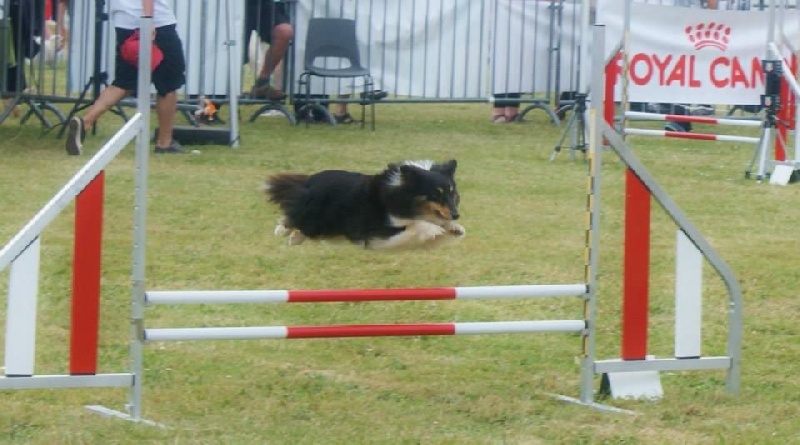 Féline brune des Crocs de Provence - 14ème