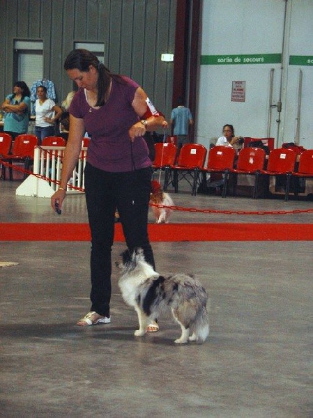 CH. J'imagine bleue des Crocs de Provence - Championne Jeune de Monaco