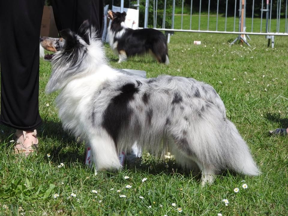 CH. J'imagine bleue des Crocs de Provence - 1ère Excellent