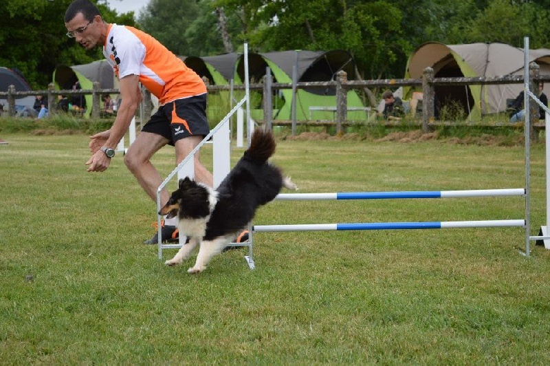 Féline brune des Crocs de Provence - 9ème