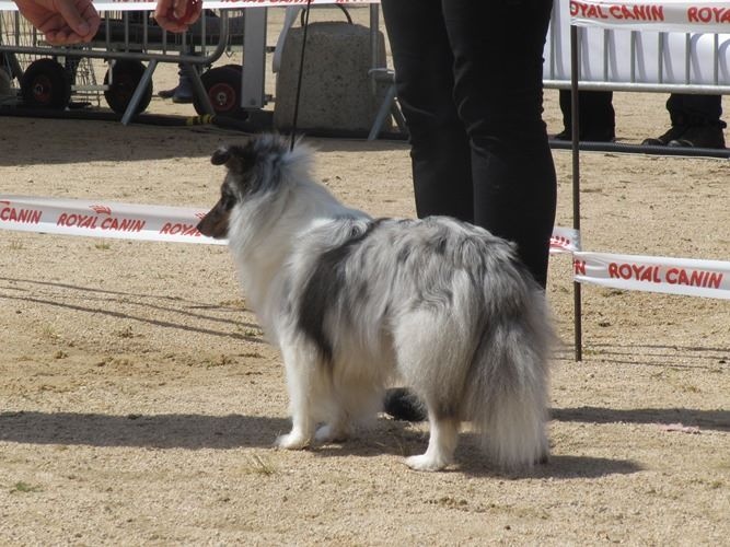 CH. J'imagine bleue des Crocs de Provence - C.A.C.I.B.