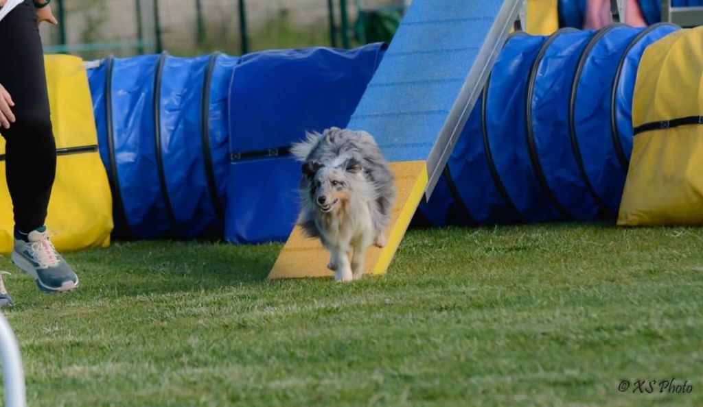 CH. J'imagine bleue des Crocs de Provence - 9ème