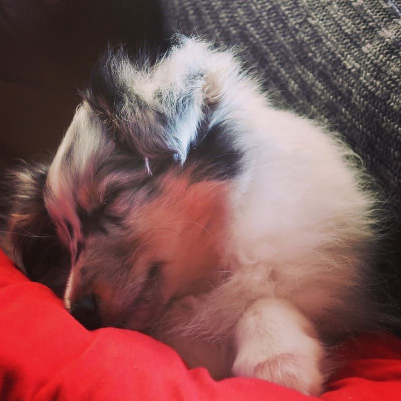 Olga papillon bleue des Crocs de Provence - Très Prometteur