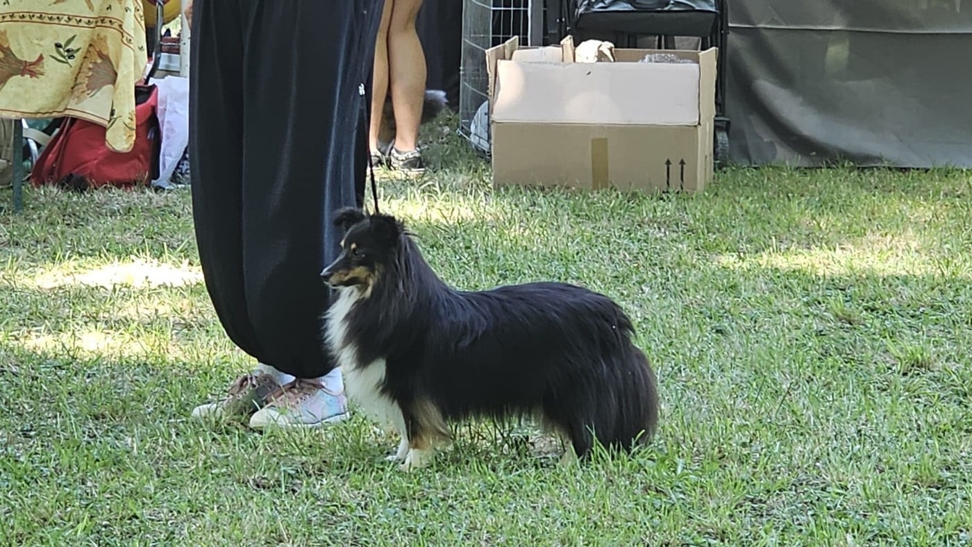 CH. Saori princesse athena brune des Crocs de Provence - C.A.C.S.