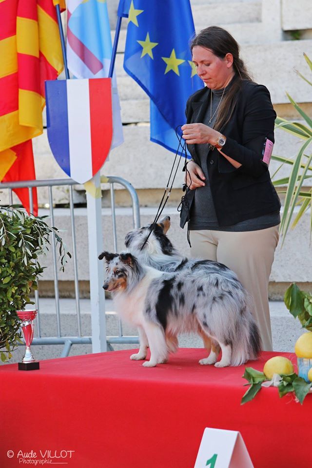 CH. J'imagine bleue des Crocs de Provence - R.C.A.C.S