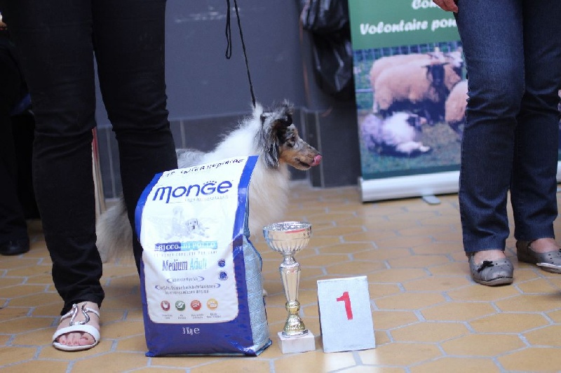 CH. J'imagine bleue des Crocs de Provence - 1ère Excellent