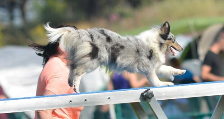 CH. J'imagine bleue des Crocs de Provence - Qualifiée pour la finale