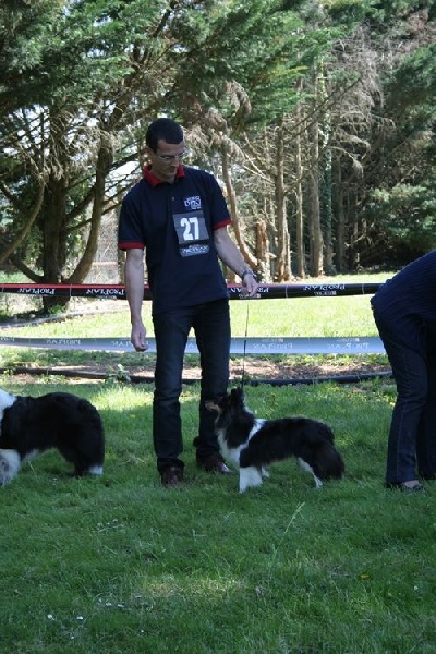 Féline brune des Crocs de Provence - Très Bon en Classe Ouverte femelle