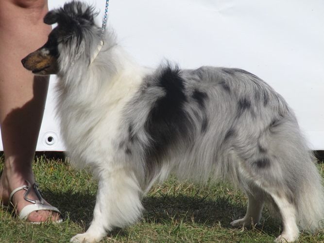 CH. J'imagine bleue des Crocs de Provence - 2ème Excellent