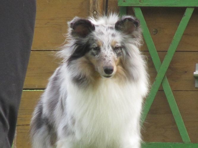 CH. J'imagine bleue des Crocs de Provence - C.A.C.SLO C.A.C.I.B