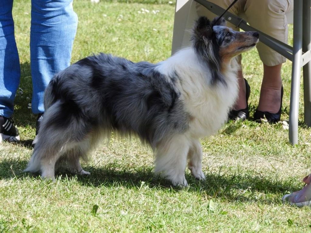 CH. J'imagine bleue des Crocs de Provence - 9ème Excellent