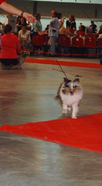 CH. J'imagine bleue des Crocs de Provence - Meilleur Jeune