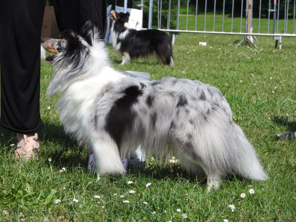 CH. J'imagine bleue des Crocs de Provence - 12ème Excellent