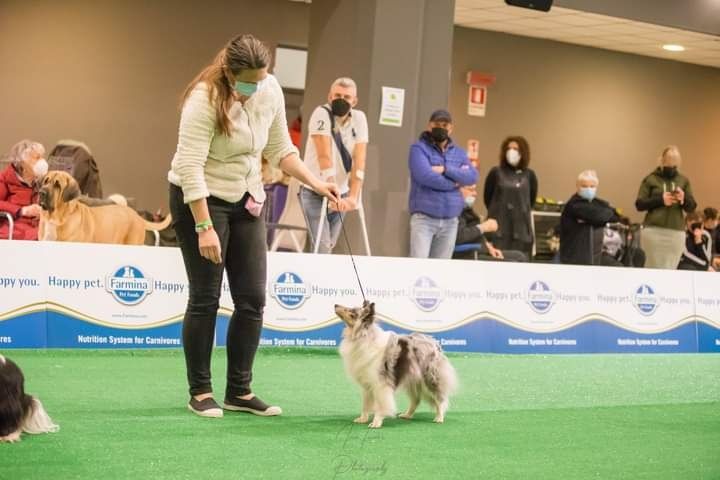 CH. J'imagine bleue des Crocs de Provence - Meilleur Vétéran
