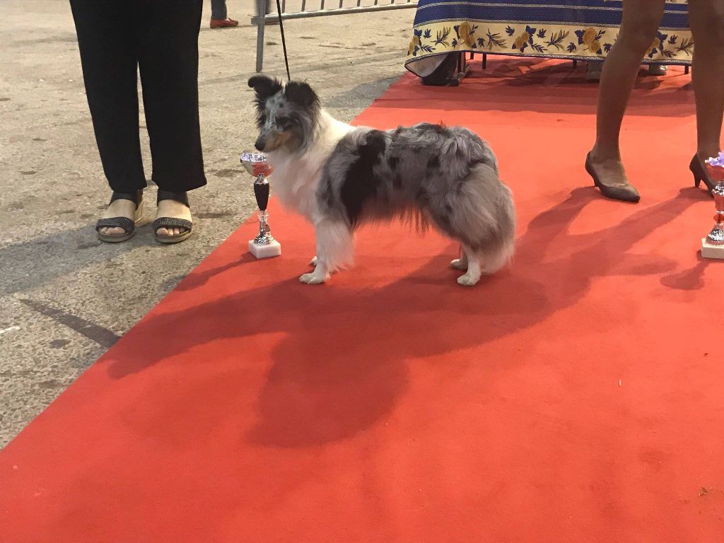 CH. J'imagine bleue des Crocs de Provence - Meilleur de Sexe opposé