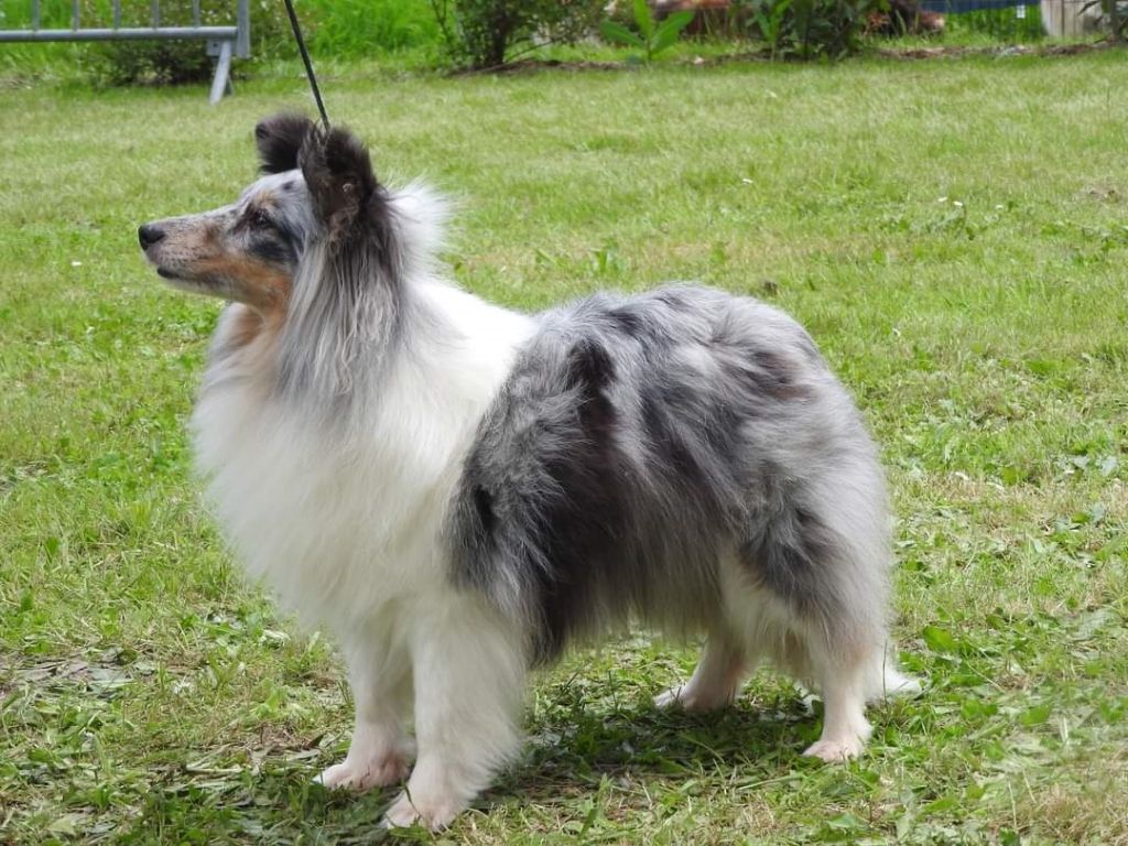 CH. J'imagine bleue des Crocs de Provence - 2ème Excellent