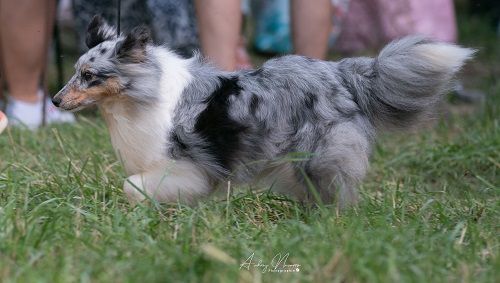 CH. J'imagine bleue des Crocs de Provence - C.A.C.V., C.A.C.I.B.V. et Meilleur Vétéran
