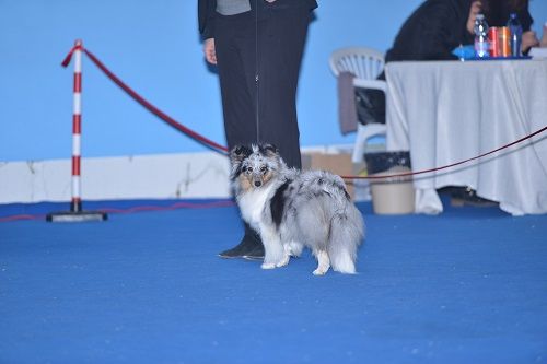 CH. J'imagine bleue des Crocs de Provence - Meilleure Femelle