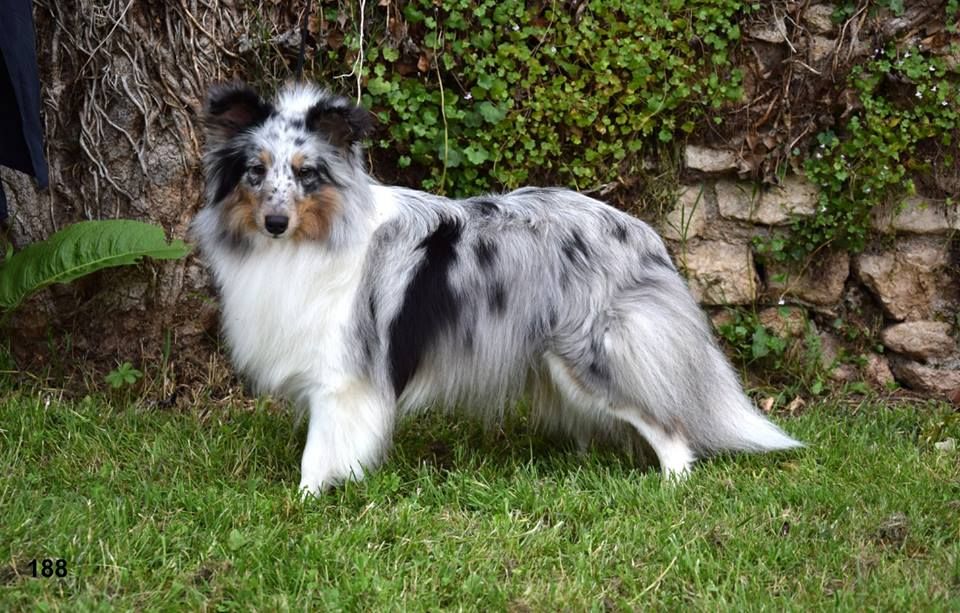 CH. J'imagine bleue des Crocs de Provence - C.A.C.S. et C.A.C.I.B.