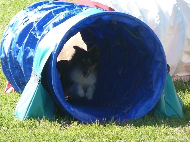 Féline brune des Crocs de Provence - Pas qualifiée