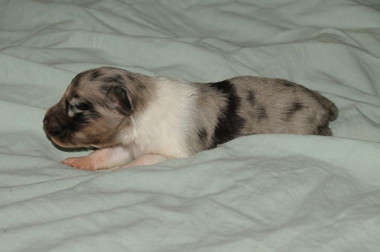 CH. J'imagine bleue des Crocs de Provence - 2ème Excellent