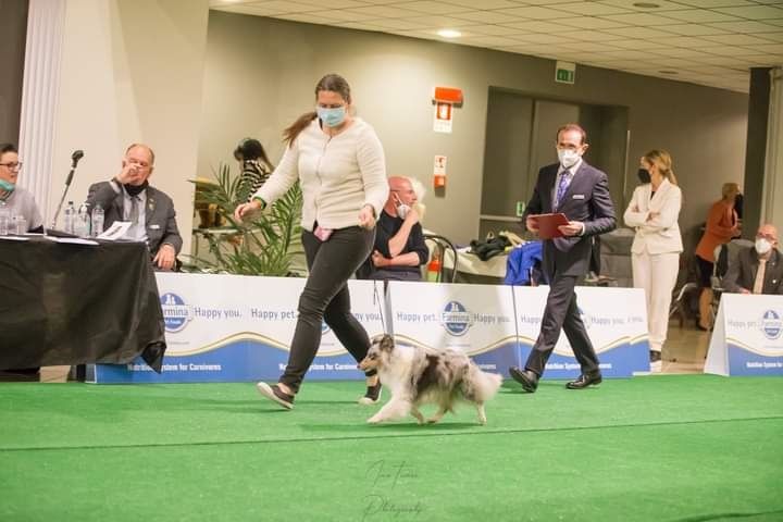 CH. J'imagine bleue des Crocs de Provence - Meilleur Vétéran