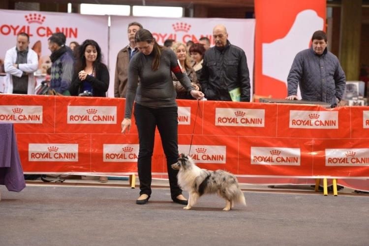 CH. J'imagine bleue des Crocs de Provence - Meilleur Jeune