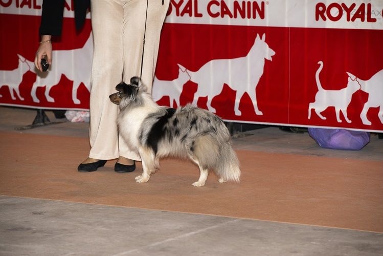 CH. J'imagine bleue des Crocs de Provence - R.C.A.C.I.B. et R.C.A.C.S.