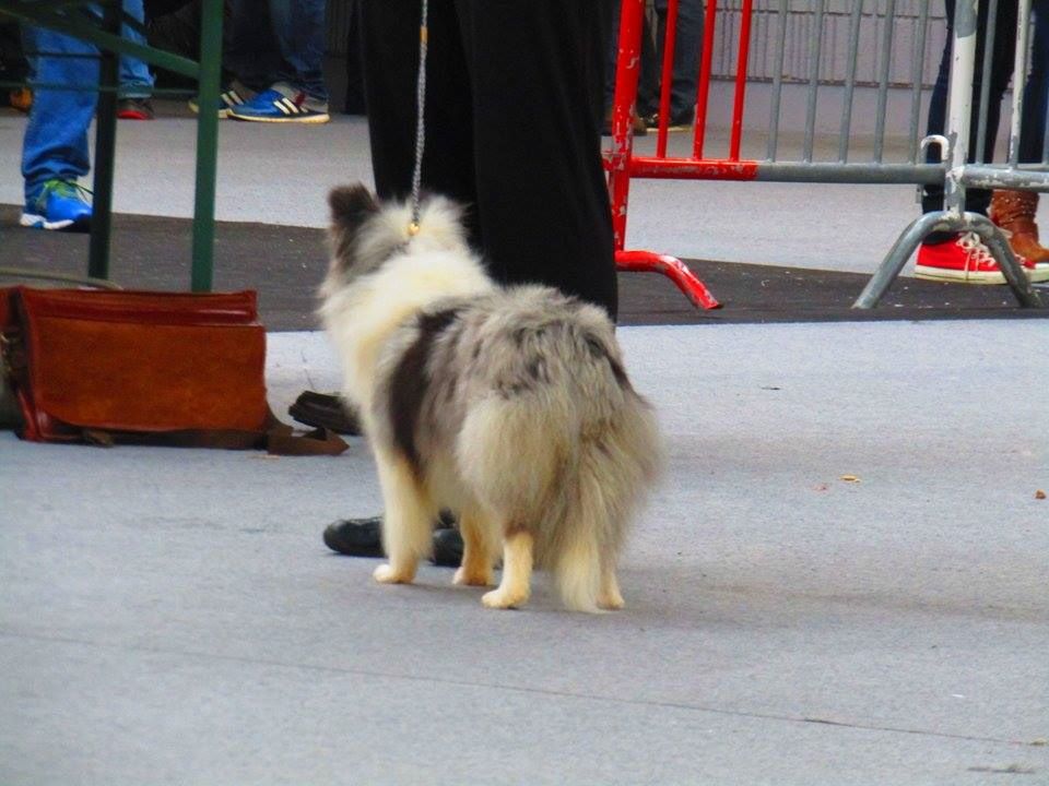 CH. J'imagine bleue des Crocs de Provence - Très Bon