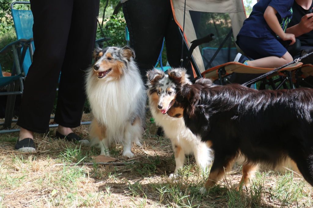 Olga papillon bleue des Crocs de Provence - Prometteur