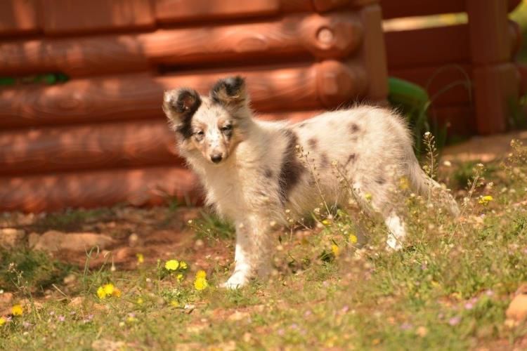 CH. J'imagine bleue des Crocs de Provence - R.C.A.C.