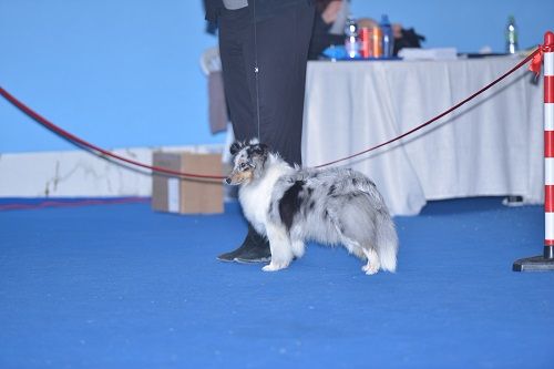 CH. J'imagine bleue des Crocs de Provence - Meilleur de race