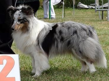 CH. J'imagine bleue des Crocs de Provence - 2ème Excellent