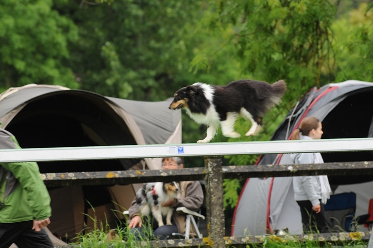 Féline brune des Crocs de Provence - Excellent