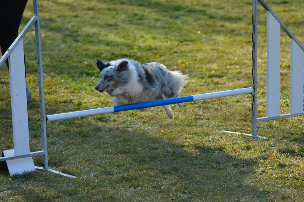 CH. J'imagine bleue des Crocs de Provence - 1ère
