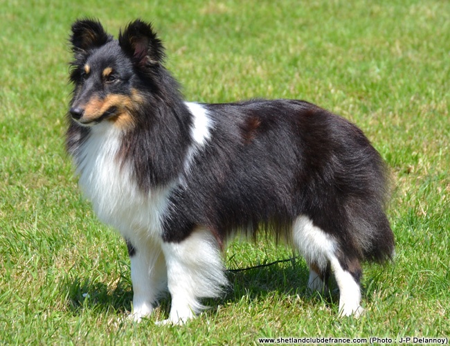 Féline brune des Crocs de Provence - 2ème Excellent