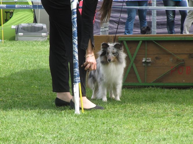 CH. J'imagine bleue des Crocs de Provence - C.A.C.SLO C.A.C.I.B.