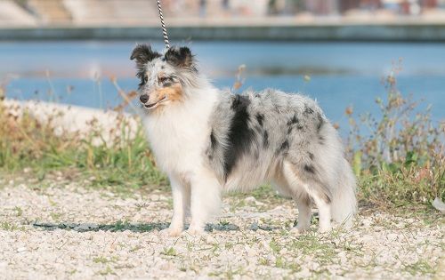 CH. J'imagine bleue des Crocs de Provence - 2ème Excellent