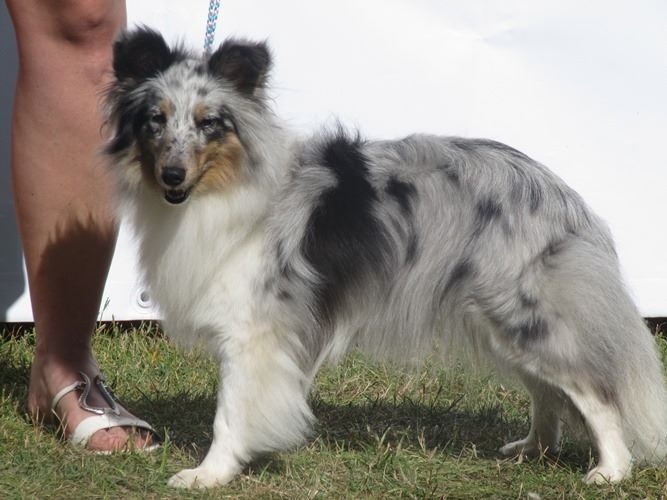 CH. J'imagine bleue des Crocs de Provence - Excellent