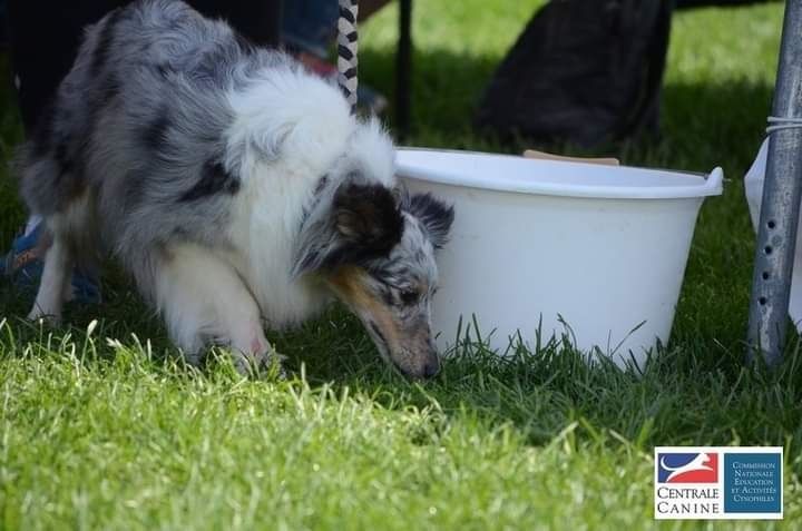 CH. J'imagine bleue des Crocs de Provence - 36ème
