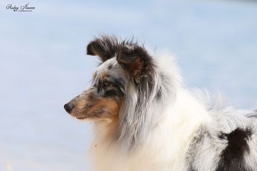 CH. J'imagine bleue des Crocs de Provence - C.A.C.S.