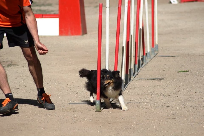 Féline brune des Crocs de Provence - Pas sélectionnée