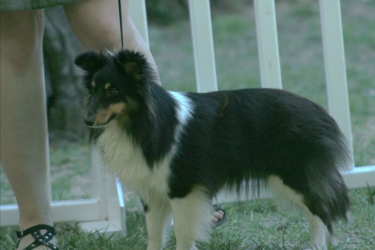 Féline brune des Crocs de Provence - Très Bon