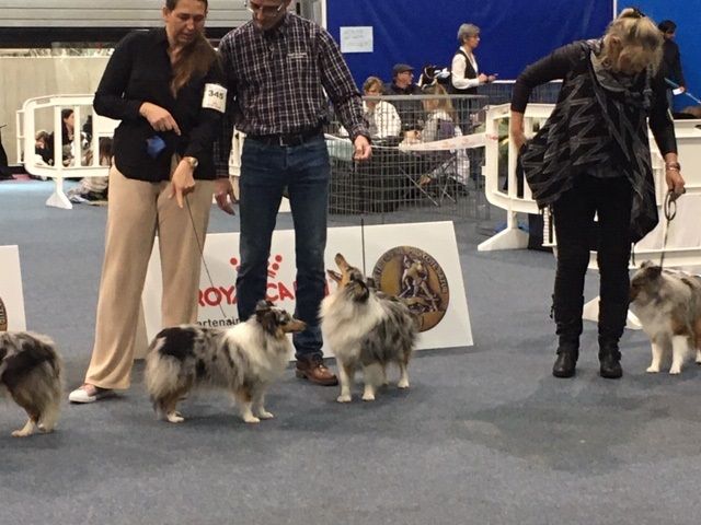 Olga papillon bleue des Crocs de Provence - 4ème Très Bon